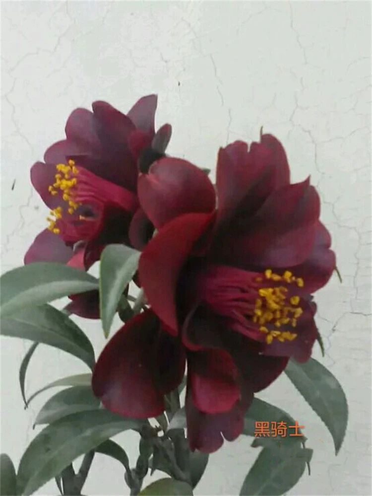 黑骑士茶花名贵茶花紫黑红色系品种高档嫁接盆景树苗山茶庭院