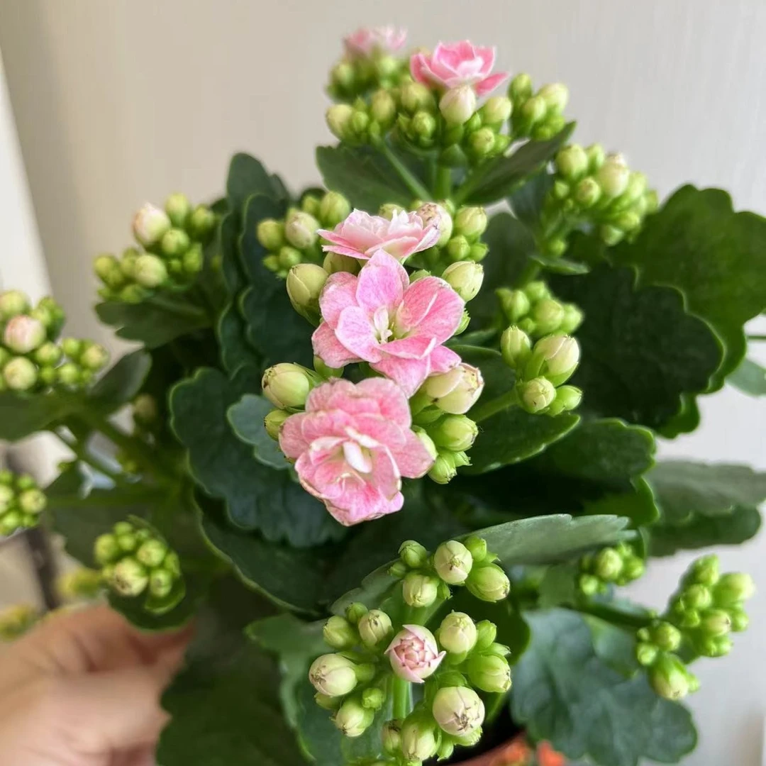 【美人醉】新品大花长寿花含盆高度20cm左右带花苞室内阳台植物