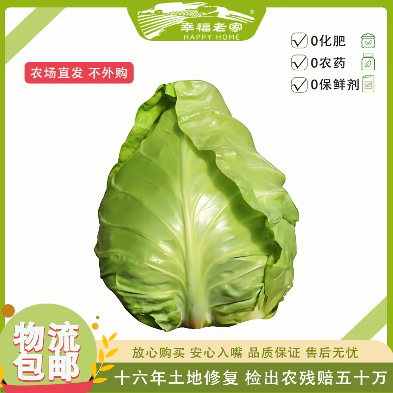 幸福老家有机绿甘蓝4斤 农场种植/ 新鲜采摘 /产地直发 生吃美味