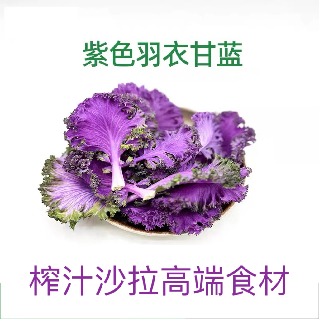 紫色羽衣甘蓝新鲜蔬菜榨汁沙拉食材紫甘蓝叶子雨衣甘蓝叶沙拉蔬菜