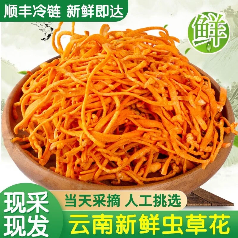 新鲜北虫草花1斤-3斤煲汤凉拌食材顺丰
