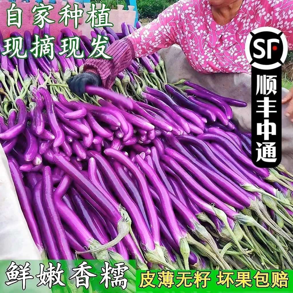 农家自种新鲜茄子细长茄子杭茄蔬菜紫茄子现摘现发1-4斤