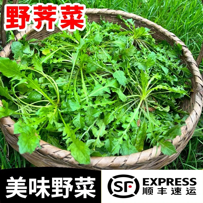 【顺丰包邮】新鲜现挖荠菜非冷冻蔬菜新鲜荠菜汲汲菜包饺子馅食材