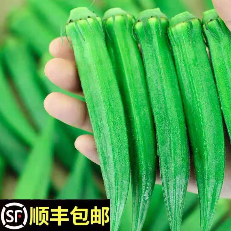 【顺丰包邮】新鲜秋葵1-3斤鲜嫩现摘秋葵应当季蔬菜黄秋葵现摘现发