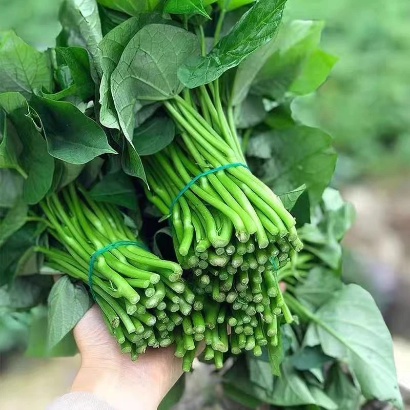 地瓜叶子食用红薯叶番薯叶新鲜现摘地瓜叶鲜嫩菜1-3斤
