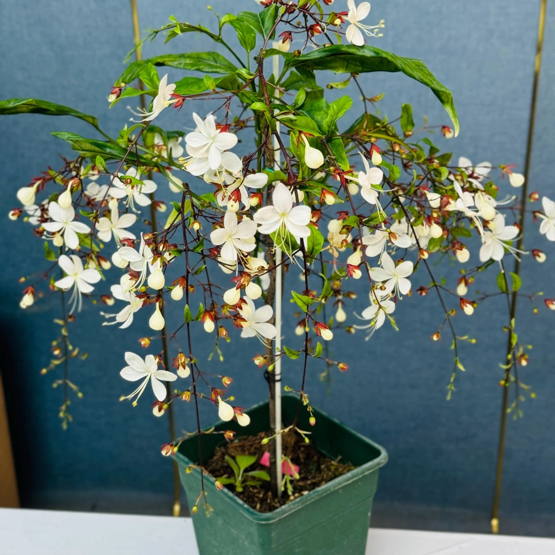 【高档花卉】泰国垂丝茉莉垂吊植物室内年宵花卉