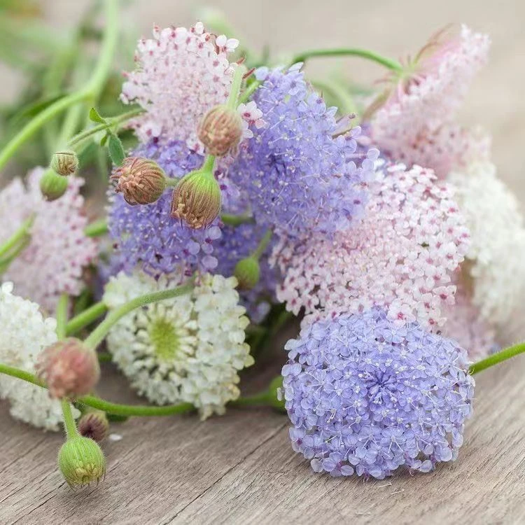 松虫草鲜花水培鲜切花昆明基地现采直发包邮
