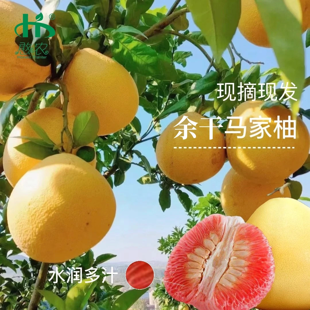 余干马家柚礼盒装红心柚子当季红肉蜜柚水果现摘现发江西上饶特产