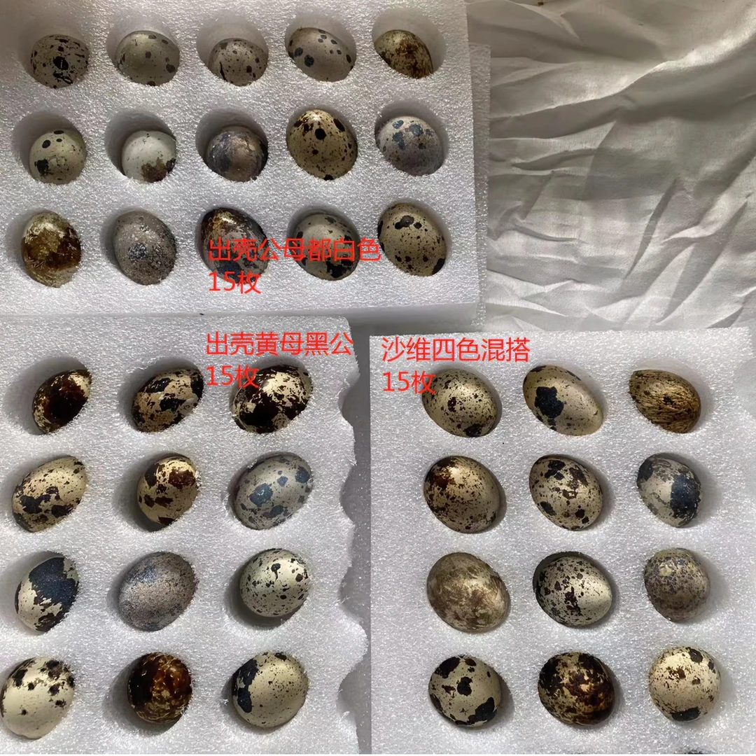 沙维四色混搭孵化蛋鹌鹑种蛋黑白黄三色混搭共40送5个保受精70/%