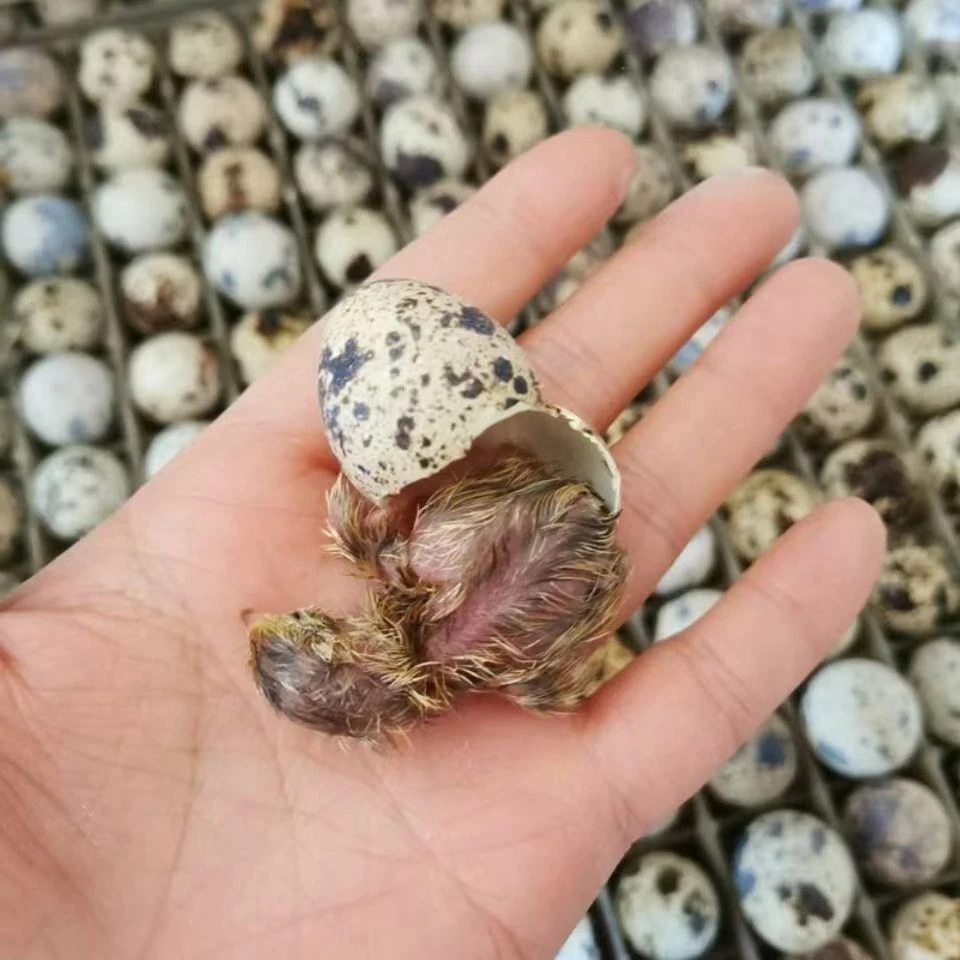 鹌鹑蛋可以孵化小鹌鹑黄母黑公产蛋黄羽蛋鹌鹑出壳可分公母105个