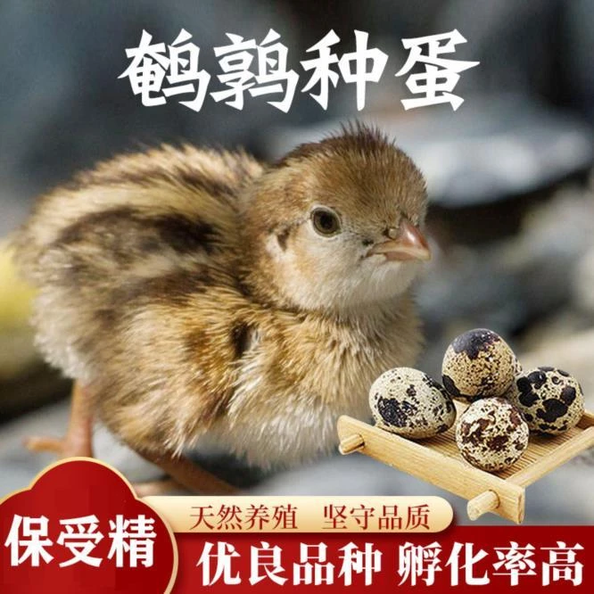 鹌鹑蛋可孵化黄母黑公蛋鹌鹑黄羽鹌鹑蛋可以孵化产蛋黄羽60枚