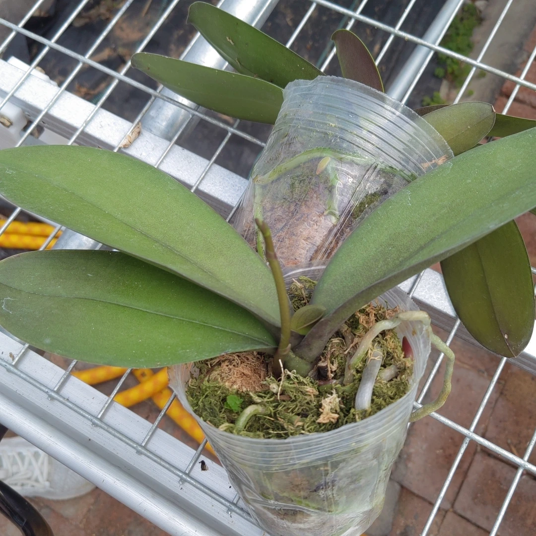 蝴蝶兰【花后花剑苗】4颗  品种随机发货