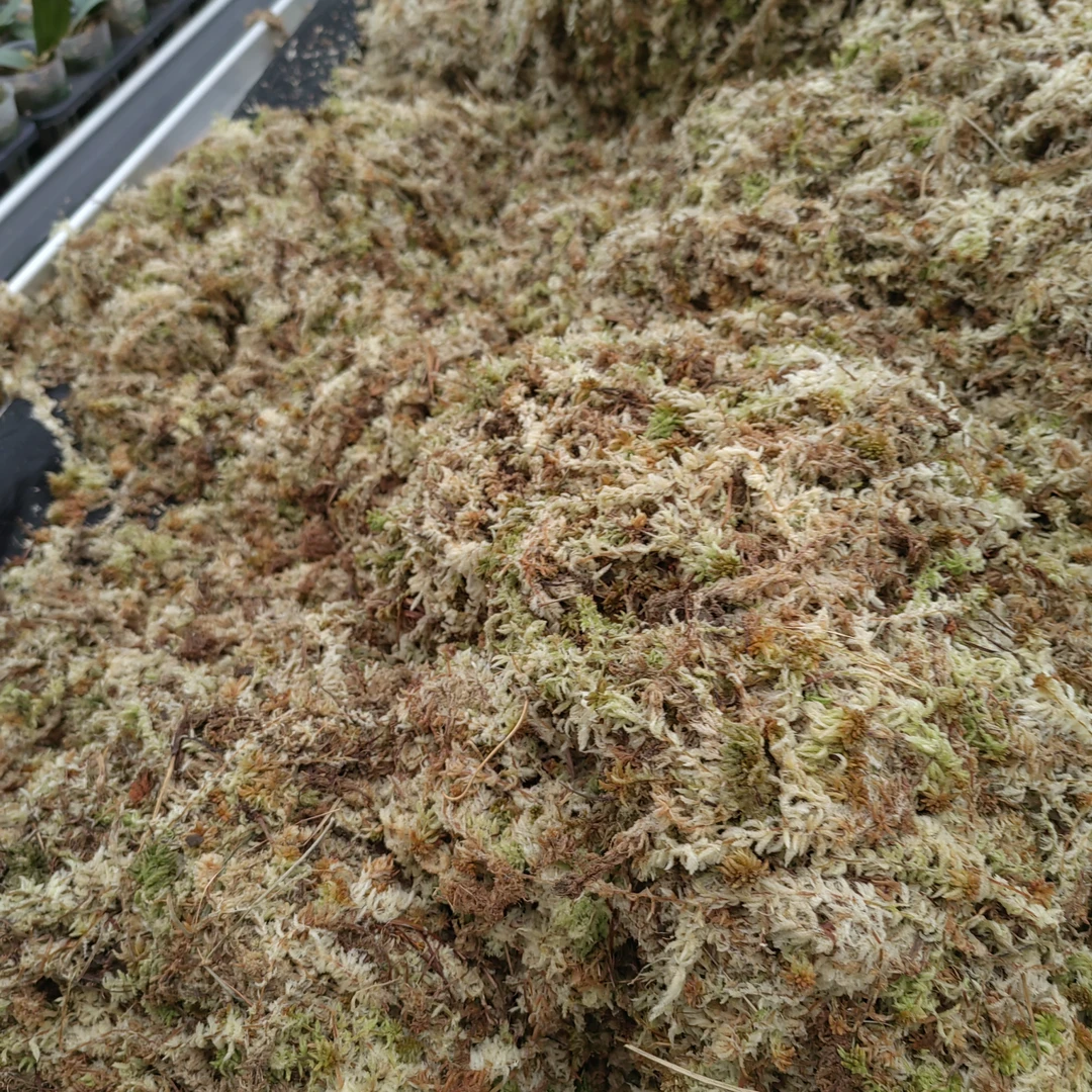 蝴蝶兰【水苔】升杯专用水苔100克