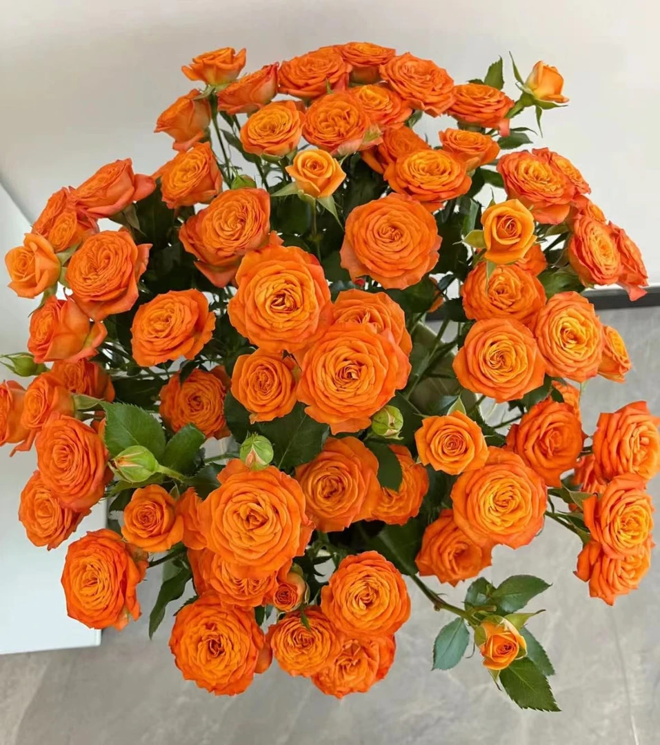方德品牌丹霞20枝，花期长夏天必备橙色2度以下必拍保温棉