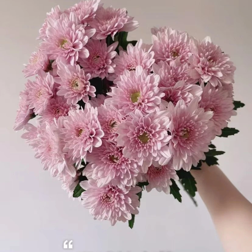 花努力汉城粉小雏菊10枝颜值超高,花期巨长2度以下必拍保温棉