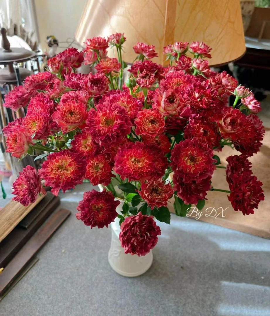 A级红华美泡泡10枝,年花系列猛推!!!2度以下必拍保温棉