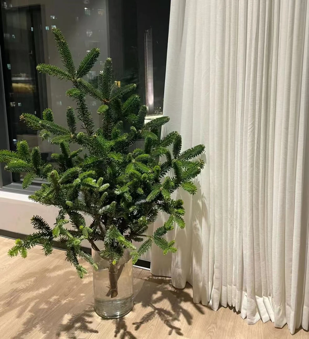 诺贝松3枝,生鲜物品20%不售后——【任意满两单包邮】