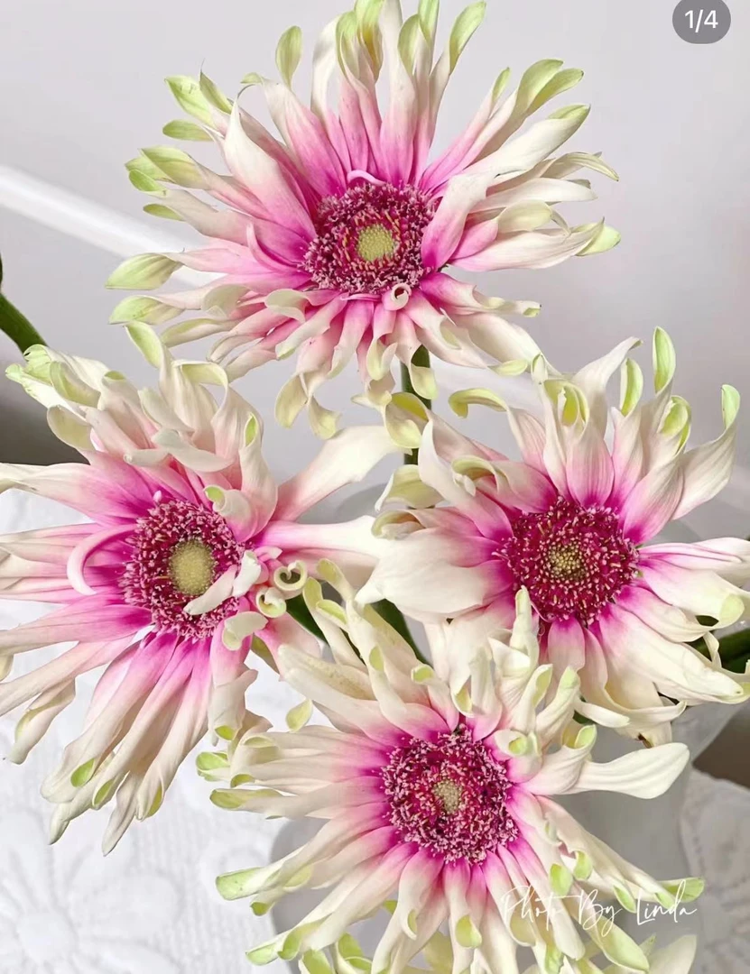 爱必达哈瓦那蛋卷非洲菊10枝重瓣系列颜值超高2度以下必拍保温棉