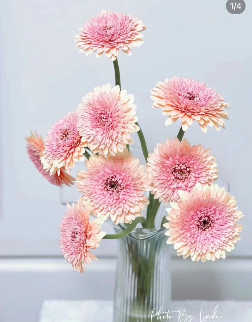 爱必达雅典非洲菊10枝，花期巨长颜值巨高2度以下必拍保温棉