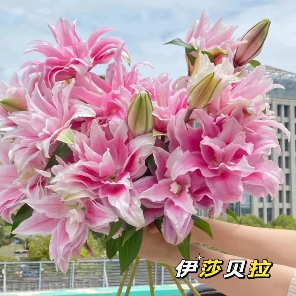 进口香水百合花种球盆栽花卉绿植物室内四季开花苗易活花种球水培