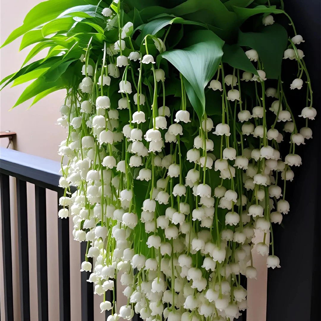【四季开花】铃兰浓香型阳台庭院铃兰盆栽花卉绿栽种室内外种植耐寒