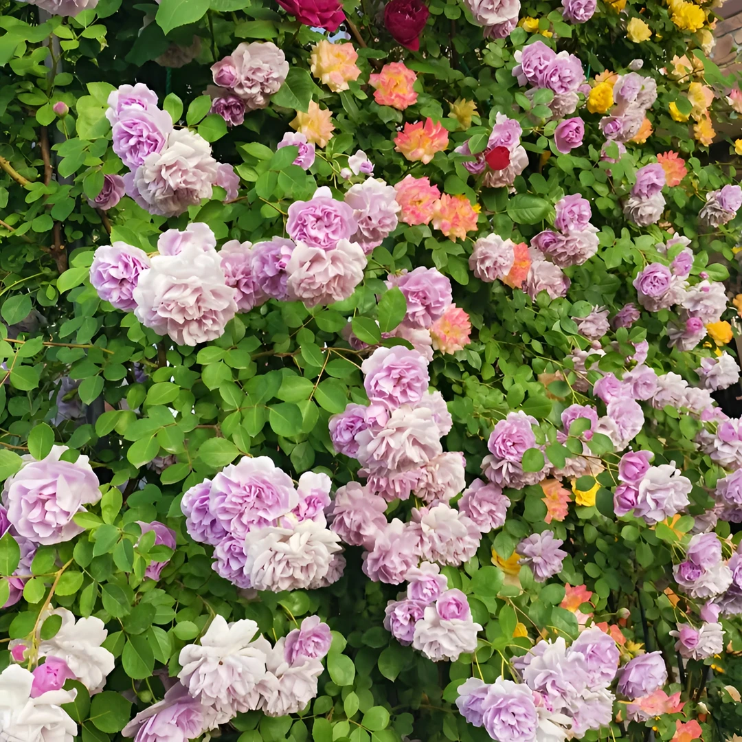 藤本月季老桩蔷薇花苗爬藤四季开花卉特大花浓香庭院爬墙植物大苗