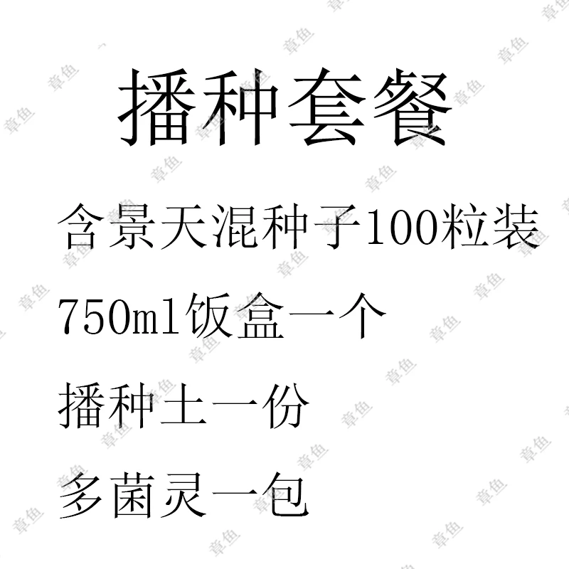 景天多肉播种土套餐送糖心珍妮冰玉杂交梦露杂交麦秆珍妮混合种子