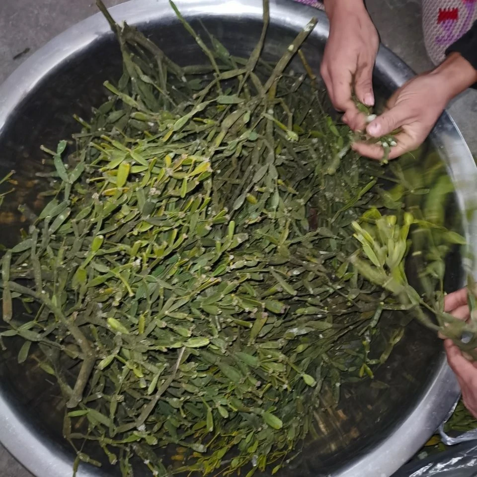 螃蟹脚云南新鲜晒干螃蟹脚景谷古树寄生天然野生螃蟹脚山药新货