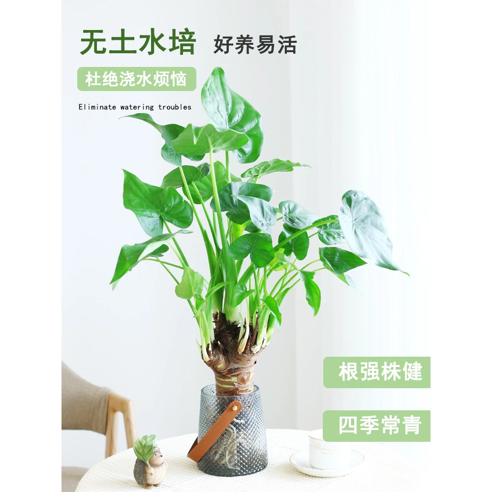 水培植物滴水千手观音盆栽室内客厅桌面四季好养绿植招财旺宅常绿