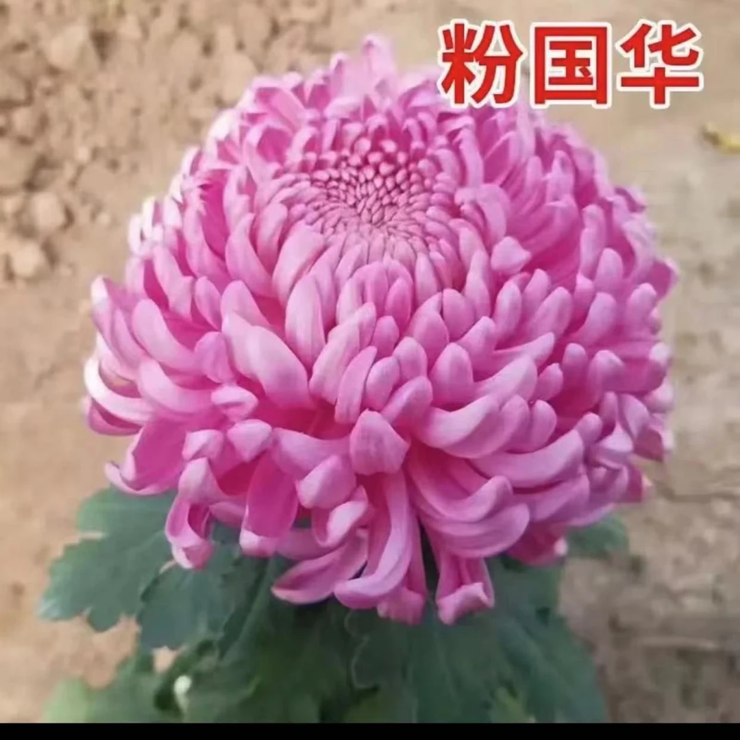 【粉色国华】大花菊花带花苞发货室外庭院植物