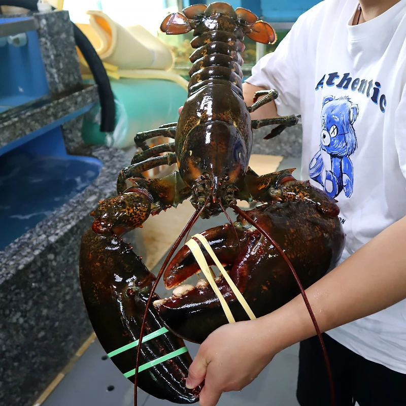 波士顿龙虾活冻冷冻包新鲜到家高品质海鲜超大特大龙虾年货礼盒