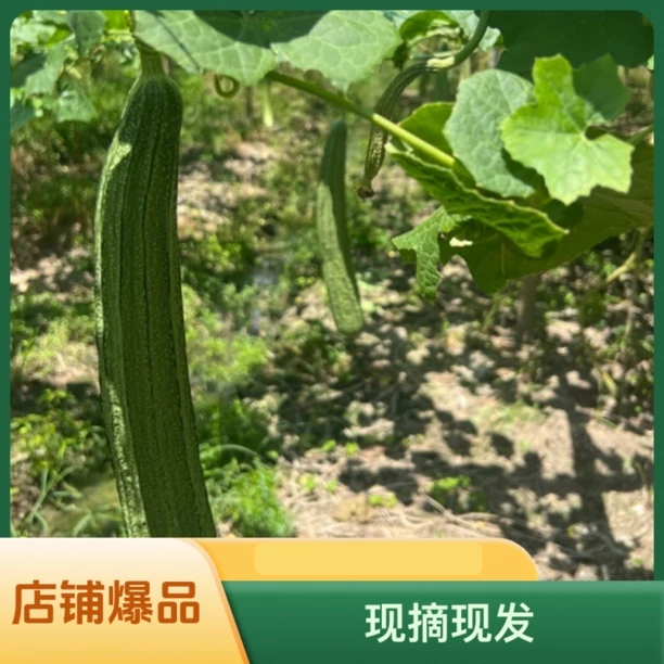 桂林乡镇赶集农产品本地丝瓜八菱瓜现摘现发