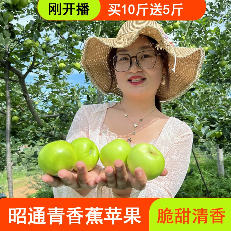 昭通苹果2024早熟青香蕉脆甜小苹果新鲜现摘应季水果带箱10斤包邮