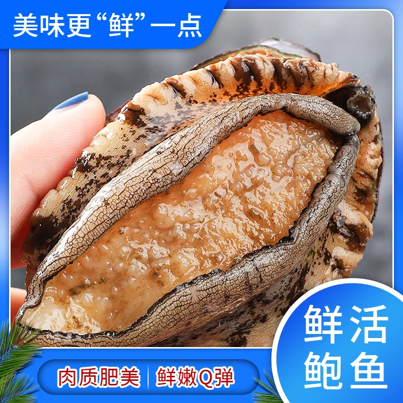 鲜活鲍鱼 口感鲜嫩  同城保活