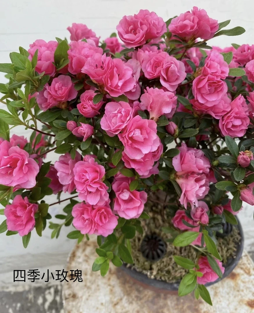 四季小玫瑰皋月耐寒耐热品种小花