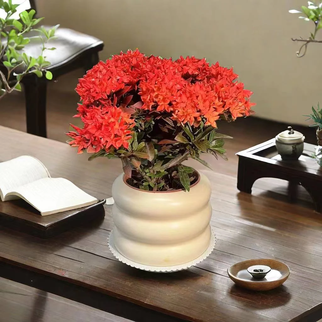 【龙船花】带花苞发货海岛龙船花勤花四季赏花好养绿植盆栽室内室外