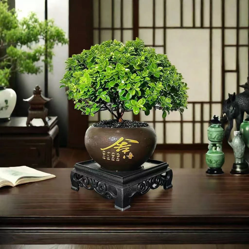 【小叶赤楠】桌面精致盆景开花老桩净化空气鲜活好养实物发货舍得款