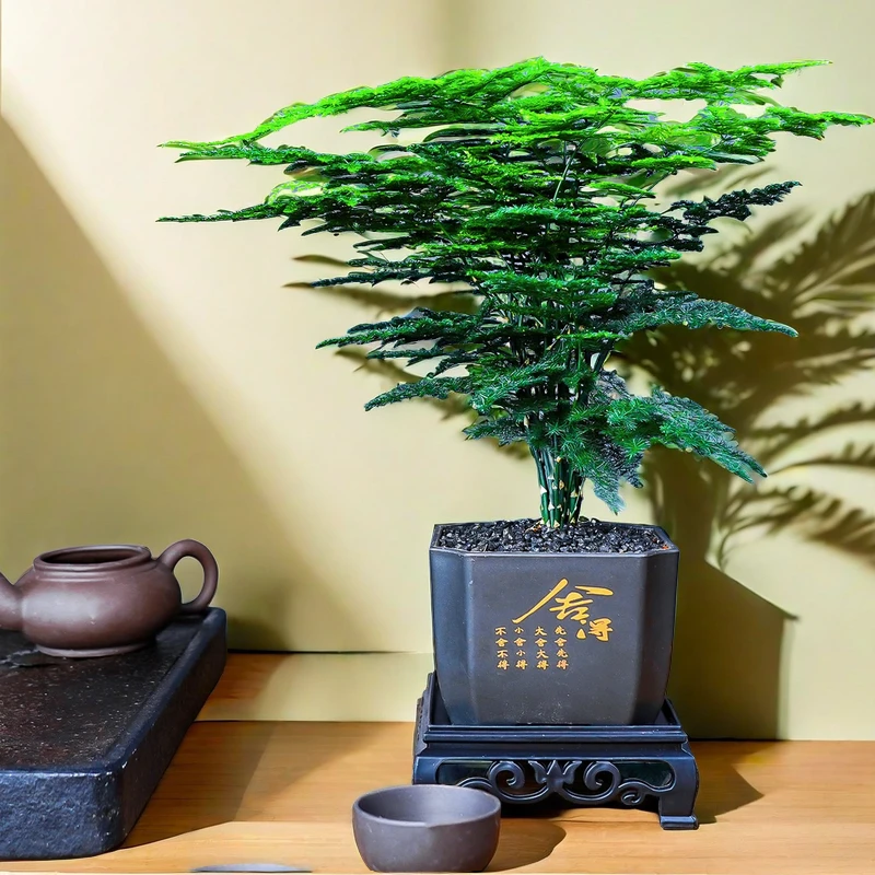 【文竹】小竹林古典中式培育茶桌书桌造型适用好养鲜活绿植成品发货