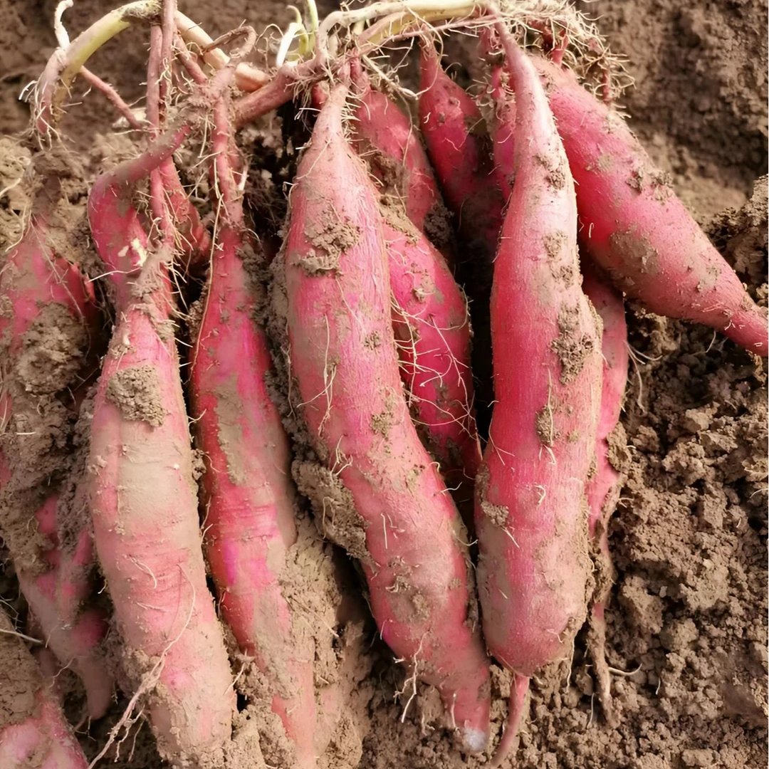陕西宝鸡虢王板栗番薯地瓜新鲜板栗红薯软糯香甜富硒土壤生态种植