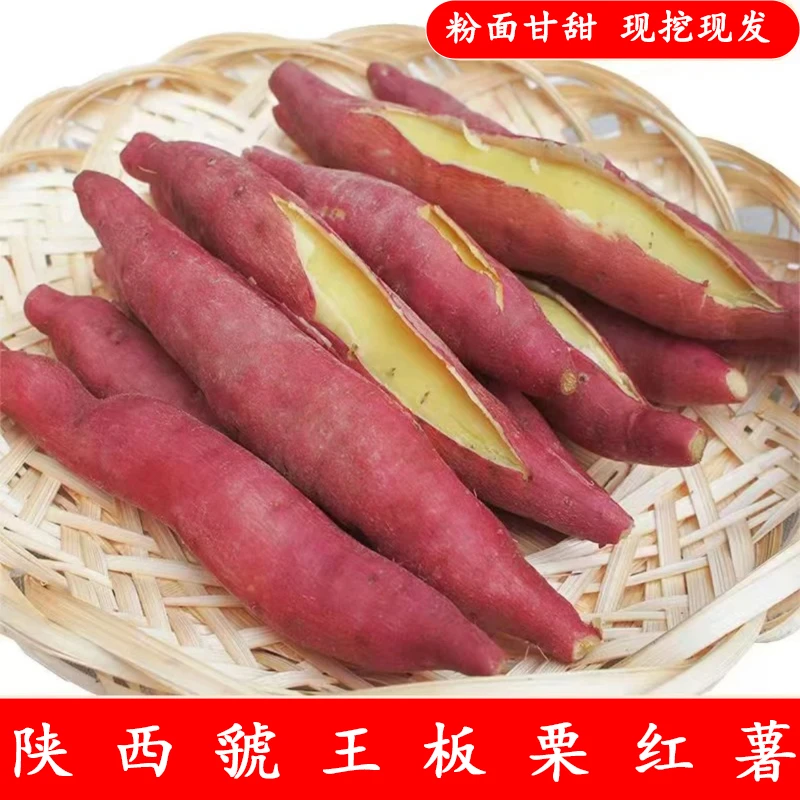 陕西正宗虢王板栗红薯粉糯香甜农家自产新鲜食用板栗薯现挖发货
