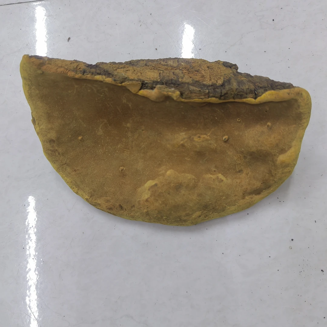 正品桑树桑黄(一物一拍)