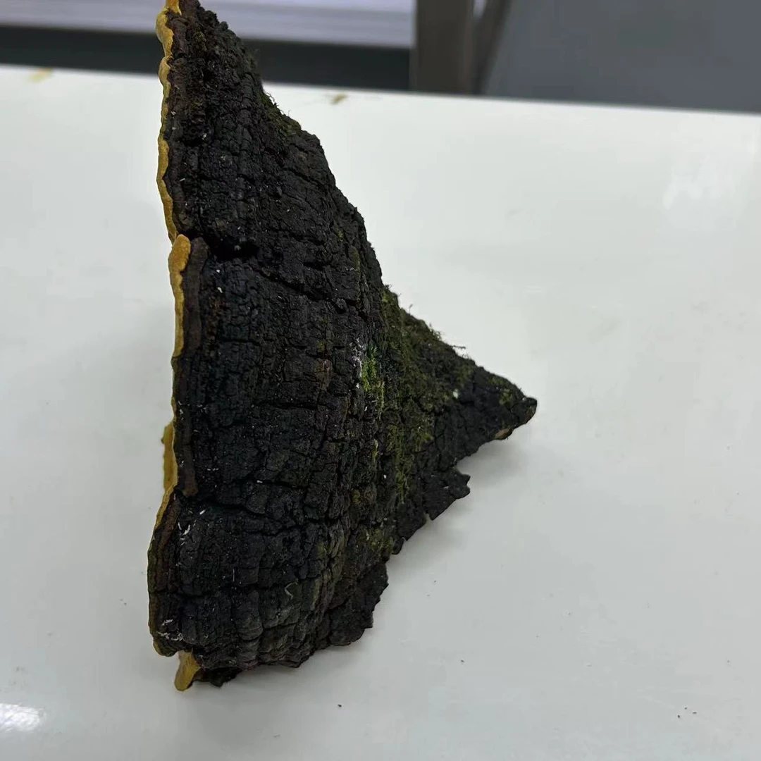 正宗野生桑树桑黄（一物一拍）