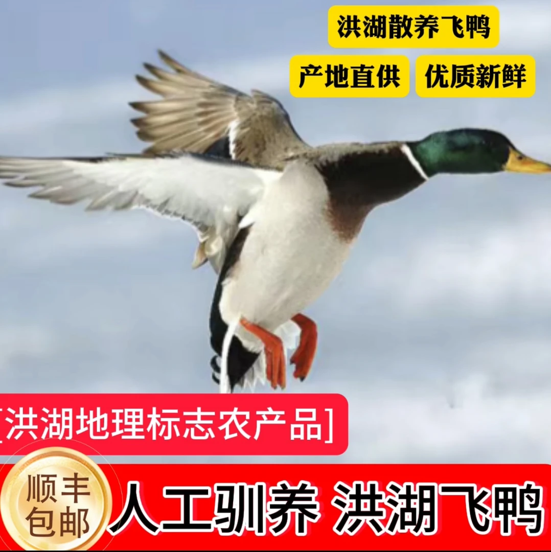 粉丝福利  [洪湖绿飞鸭]  顺丰包邮 活发1kg