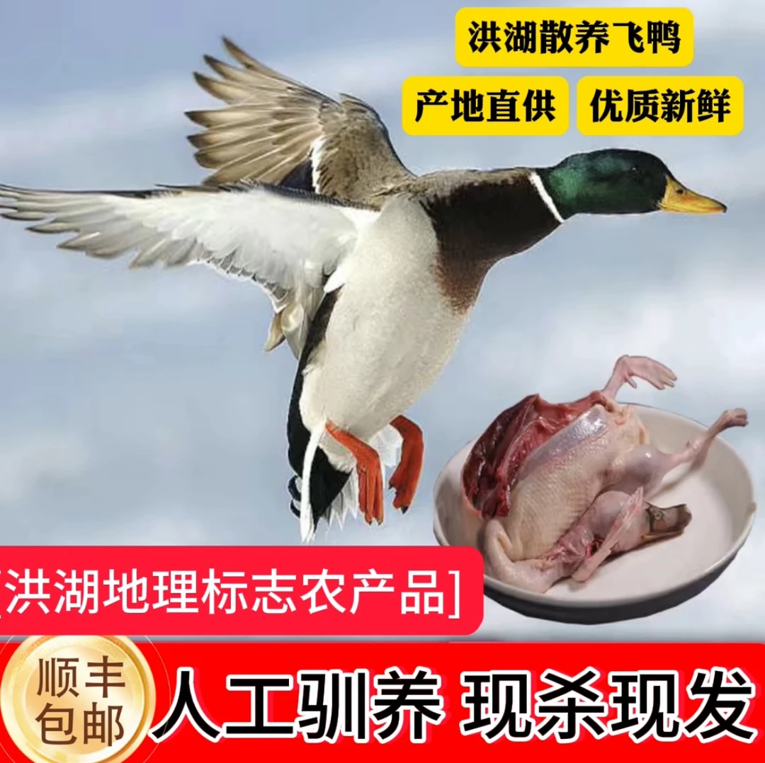 粉丝福利 现杀2只老公鸭(洪湖野飞鸭)1.1㎏/只左右 顺丰包邮