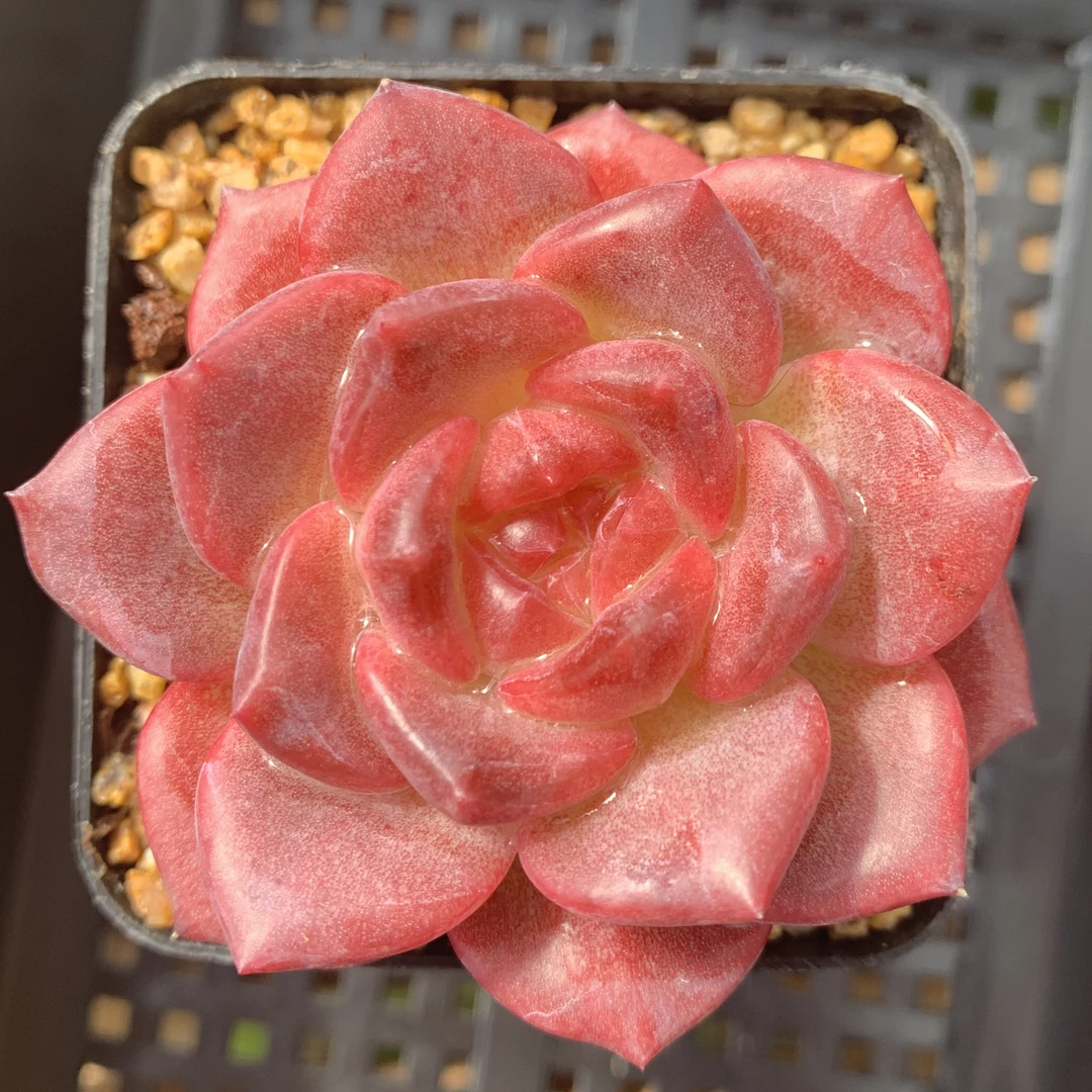 漫城花园  多肉植物邮费、专拍补差链接/单拍无效