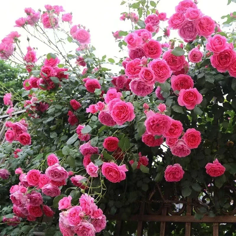 藤本月季大游行爬藤拱门花墙庭院阳台种植花卉多季开花