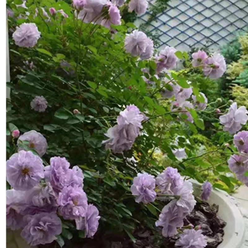 亿鸣花卉蓝紫色藤本月季蓝色阴雨庭院阳台植物扦插玫瑰月季花苗