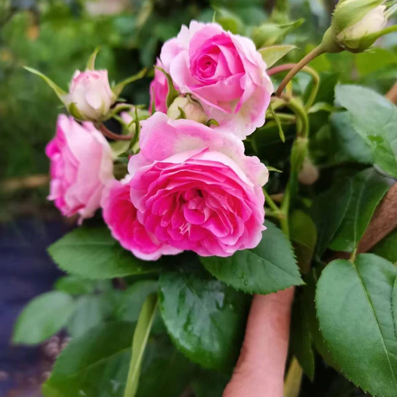 藤本月季胭脂扣丰花勤花庭院盆栽蔷薇月季植物