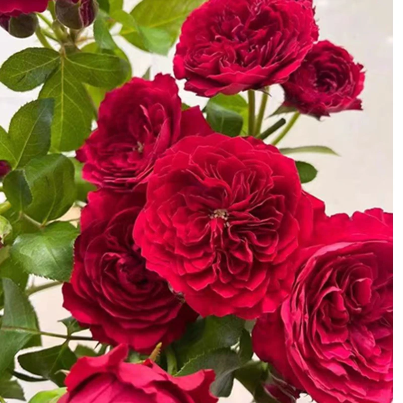 优惠裸根中苗红色达芬奇 奶龙....庭院阳台盆栽植物    抗病性强