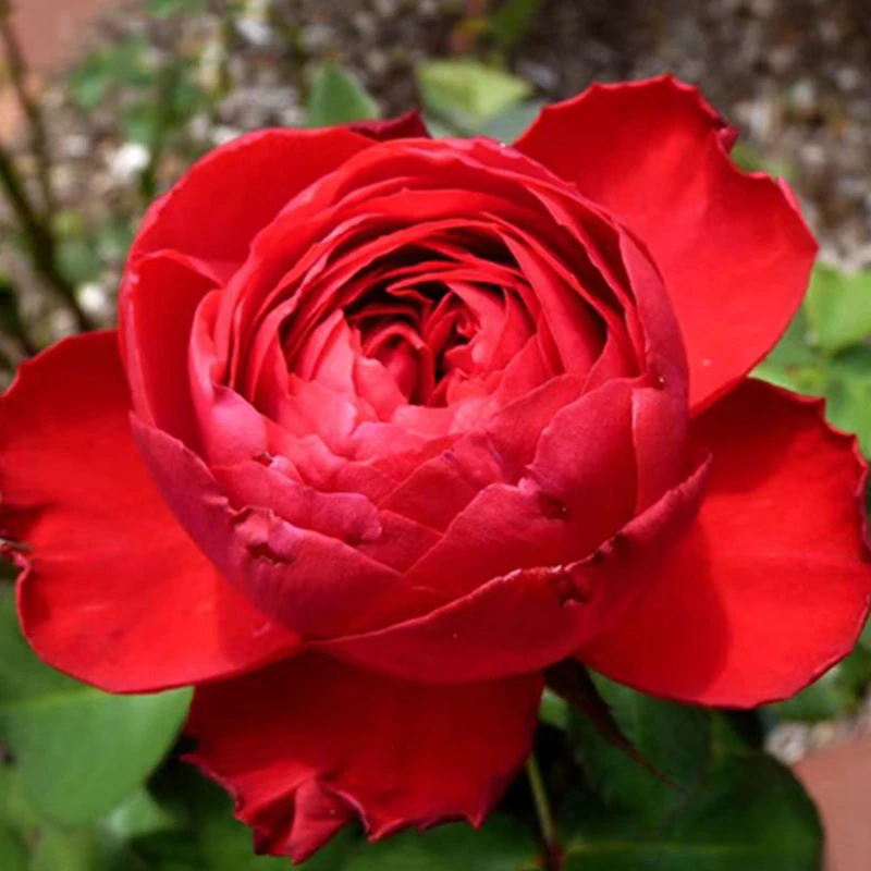 茶花女大型灌木月季    庭院阳台种植盆栽植物